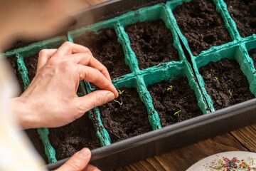 Spring sowing of seeds and planting of seedlings of agricultural plants. Women's hands sow sprouted...