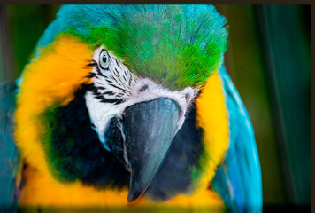 beautiful macaw