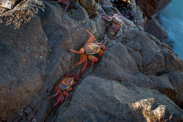 two crabs in the rocks