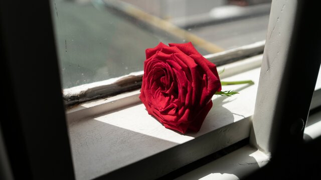 Una Rosa Roja En La Esquina De La Ventana