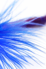 Soft fluffy blue colored feather with white background vertical macro