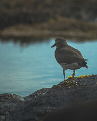 little bird looking to the camera