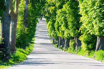 Avenue of trees,  An alley of old green trees, a country road uphill