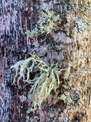 Fungal diseases, moss on bark and tree branches