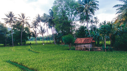 Small wooden house in the midle of field rice in Sumbawa, Indonesia