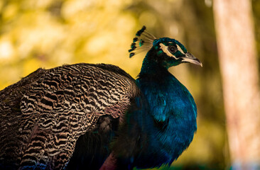 Fototapeta premium amazing peacock