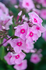 Pink clox flowers close up. 