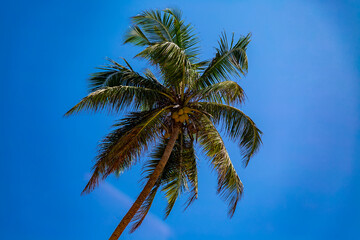 Fototapeta na wymiar Palm tree under the blue sky