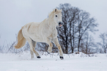 Naklejka na ściany i meble male white horse gallops the snowy landscape