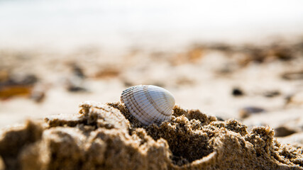 shell on sand
