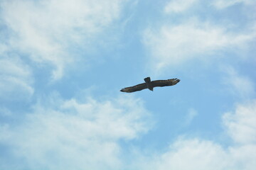 Fototapeta premium Eagle Aquila heliaca flying through the air with spread wings overlooking the sky with clouds in Albania