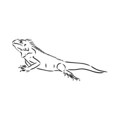 Sketch of iguana. Hand drawn illustration converted to vector. iguana vector sketch illustration