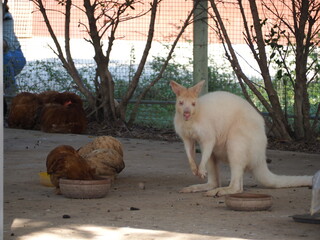 Animal at Sukhothai zoo, Sukhothai, Thailand.