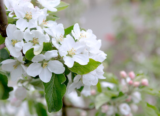  Blossom  apple tree in spring time.