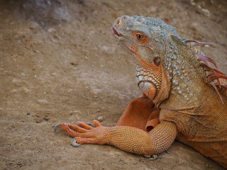Animal  at Sukhothai zoo, Sukhothai, Thailand.