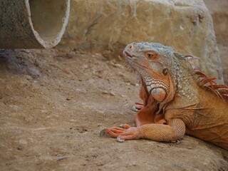Animal  at Sukhothai zoo, Sukhothai, Thailand.