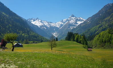 Fototapeta na wymiar idyllic spring landscape Trettach valley with view to snowy allgau alps and beautiful flower meadow