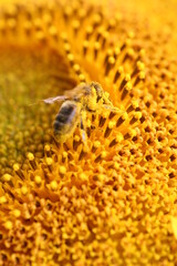 ABEILLE dans fleur de  tournesol