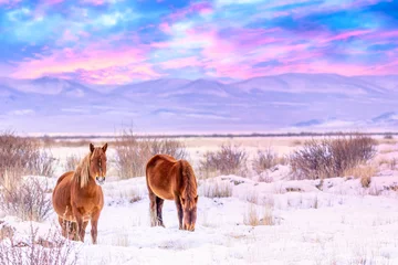 Meubelstickers Beautiful horses against Altai mountains in winter, Russia. Wildlife colorful sunset landscape © Nikolay N. Antonov