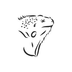 Sketch of iguana. Hand drawn illustration converted to vector. iguana vector sketch illustration