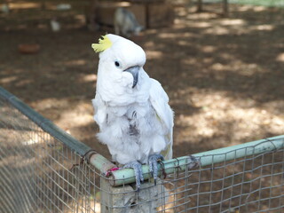 Bird at Sukhothai zoo, Sukhothai, Thailand.