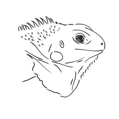 Sketch of iguana. Hand drawn illustration converted to vector. iguana vector sketch illustration