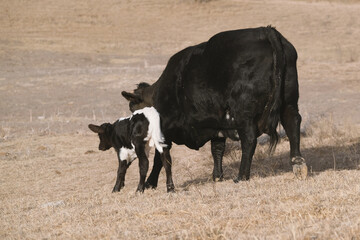 Black cow with calf in rural winter field.