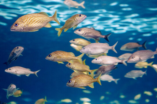 Shoal group of tiny small tropical fish under water in aquarium. Sea ocean marine wildlife animals swimming in blue water. Underwater life. Water nature fauna background or wallpaper.