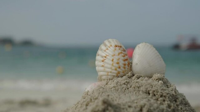 seashells on the sandy beach of the sea
