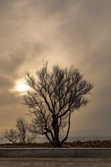Bare tree with sea in the background and sky with haze