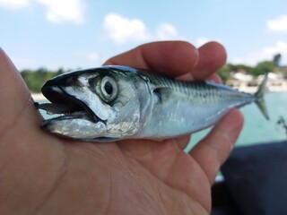 Mackerel fish was caught in the fishing boat.