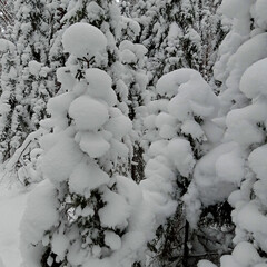 The fir trees are covered with snow
