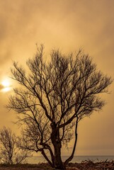 Bare tree with sea in the background and sky with haze
