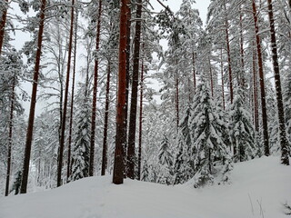 Spruce and pine trees are covered with snow