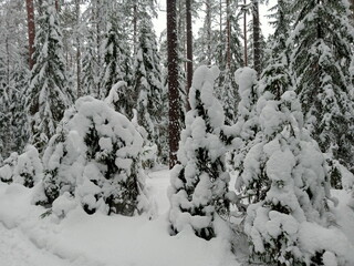 Spruce and pine trees are covered with snow