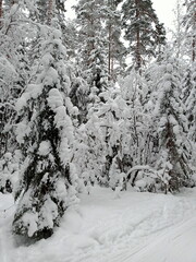 The fir trees are covered with snow