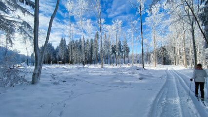 Obraz premium Rhön Winterwald