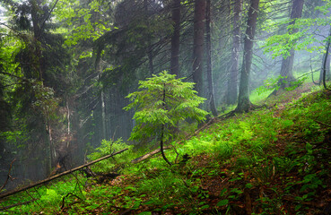 A young fir tree in the forest. Foggy forest. Natural scenery. Summer landscape.