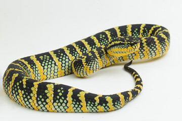 Wagler's pit viper (Tropidolaemus wagleri) isolated on white background
