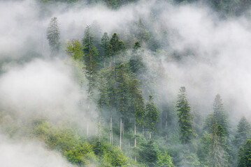 Foggy forest in the mountains. Landscape with trees and mist. Landscape after rain. A view for the background. Nature image