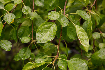 Wallpaper green leaves in the rain.