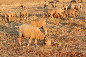 Obraz premium Sheep grazing in the fields of Andalusia