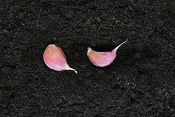 Two cloves of young garlic are buried in a hole in the ground.The concept of agriculture.Natural,...