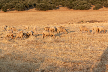 Fototapeta na wymiar Sheep grazing in the fields of Andalusia