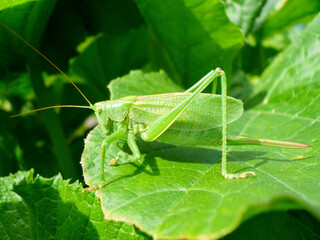 grasshopper on a leaf