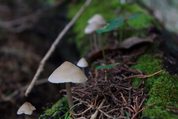 Close-up of little wild mushrooms