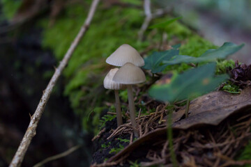 Close-up of little wild mushrooms