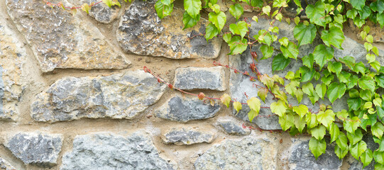Green leaves on the wall.