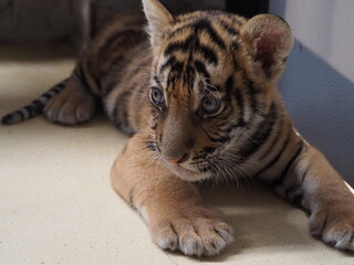 Baby tiger