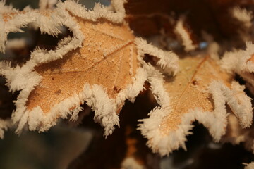 feuilles de chêne et givre